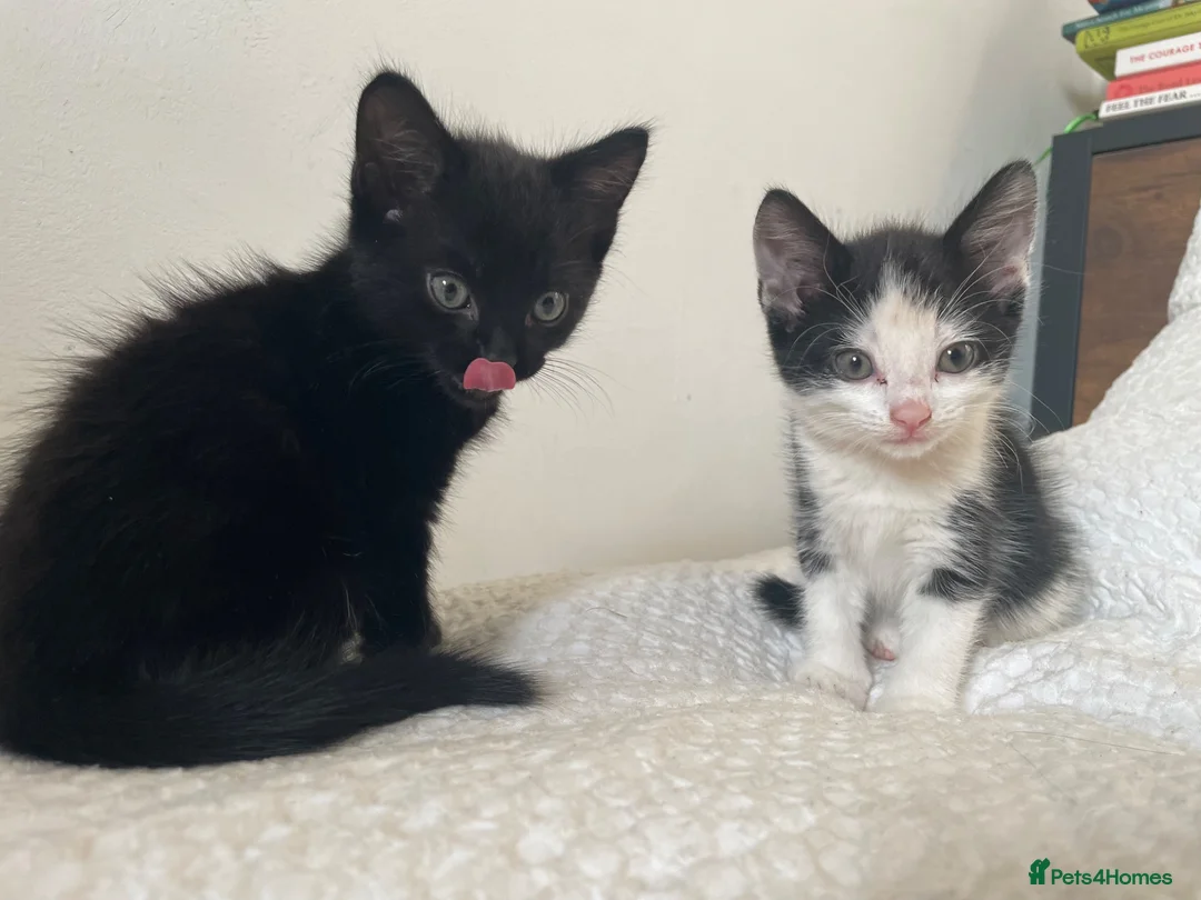 Maine Coon cats for sale: Beautiful Half Maine Coon x Half Persian Kittens - Advert 1