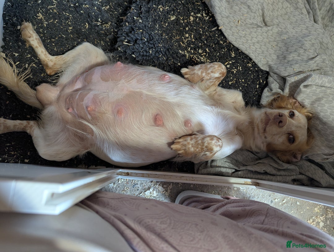 Cocker Spaniel dogs for sale: Working Cocker spaniel puppies  - Image 7