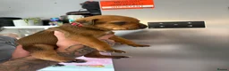 Mixed Breed dogs for sale: Mastiff x Rottweiler pups for sale - Advert 33