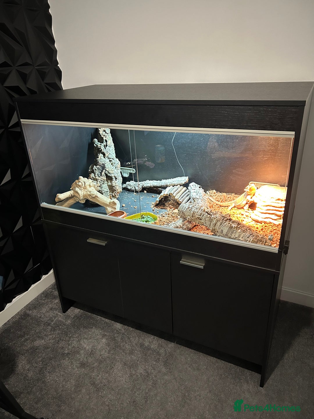 Bearded Dragon reptiles for sale: Bearded Dragon and full set up  - Image 14