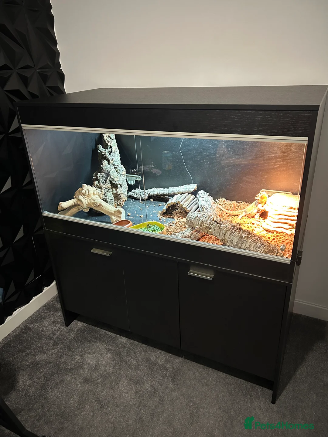 Bearded Dragon reptiles for sale: Bearded Dragon and full set up  - Advert 14