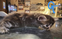 Mixed Breed cats for sale: Beautiful kittens - Image 11