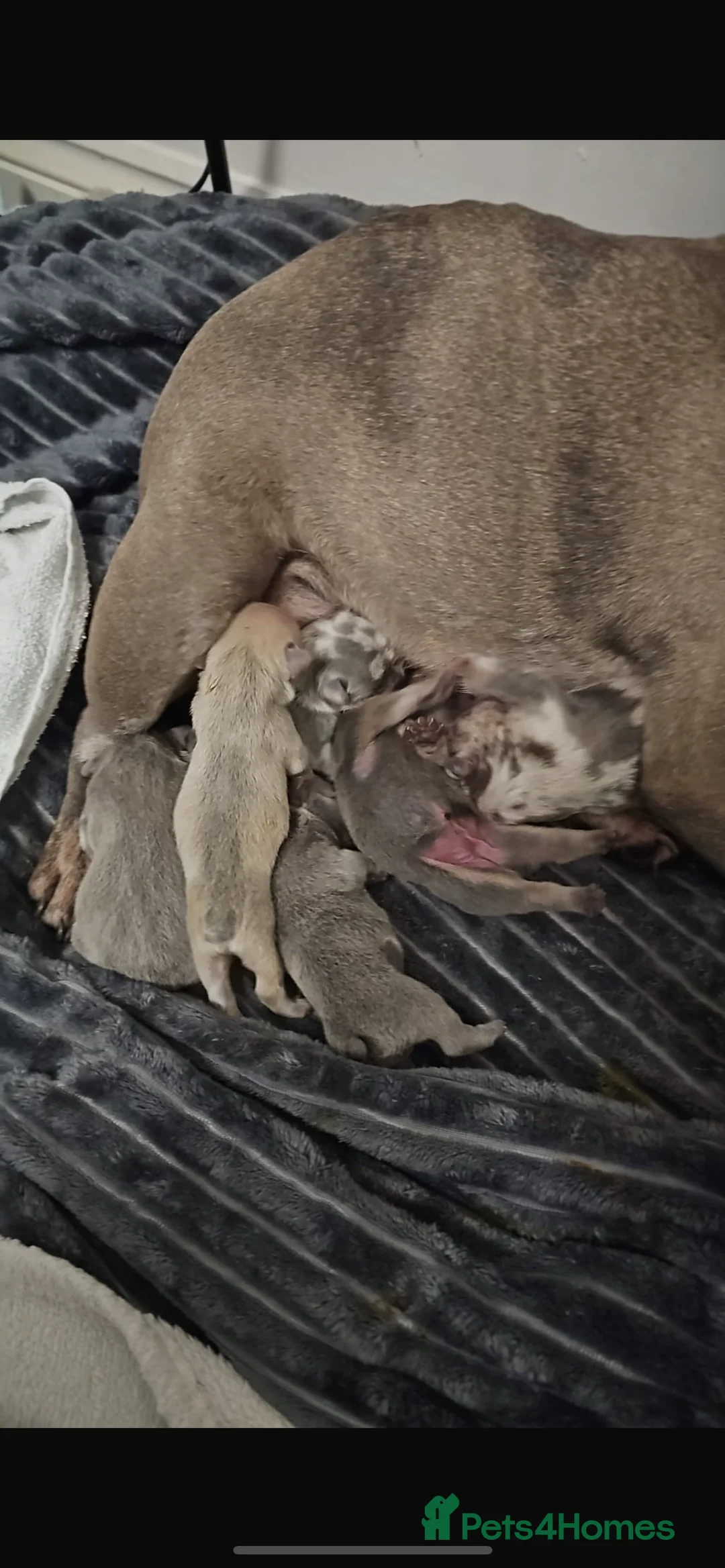 French Bulldog dogs for stud: FLUFFY LILAC TAN FRENCH BULLDOG CARYING TESTABLE in Haywards Heath - Advert 7