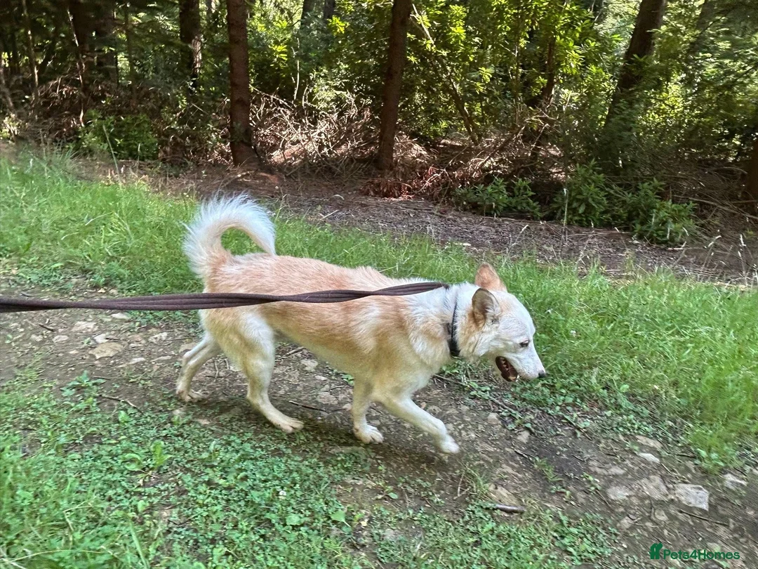 Mixed Breed dogs for adoption: Song - Norwich Norfolk  - Advert 25