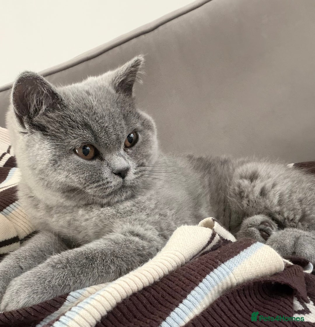 British Shorthair cats for sale: Gorgeous British Shorthair Female Kitten - Advert 7