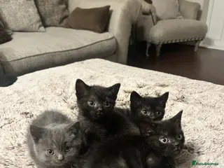 Mixed Breed cats Gorgeous Kittens Ready for Their New Homes - Advert 10