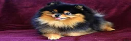 Pomeranian dogs for stud: Outstanding Boy available for stud duties  in Penrith - Advert 6