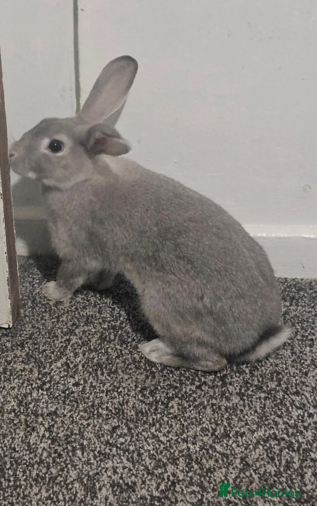 Mixed Breed rabbits for sale: 2 Rabbits for sale - Advert 4
