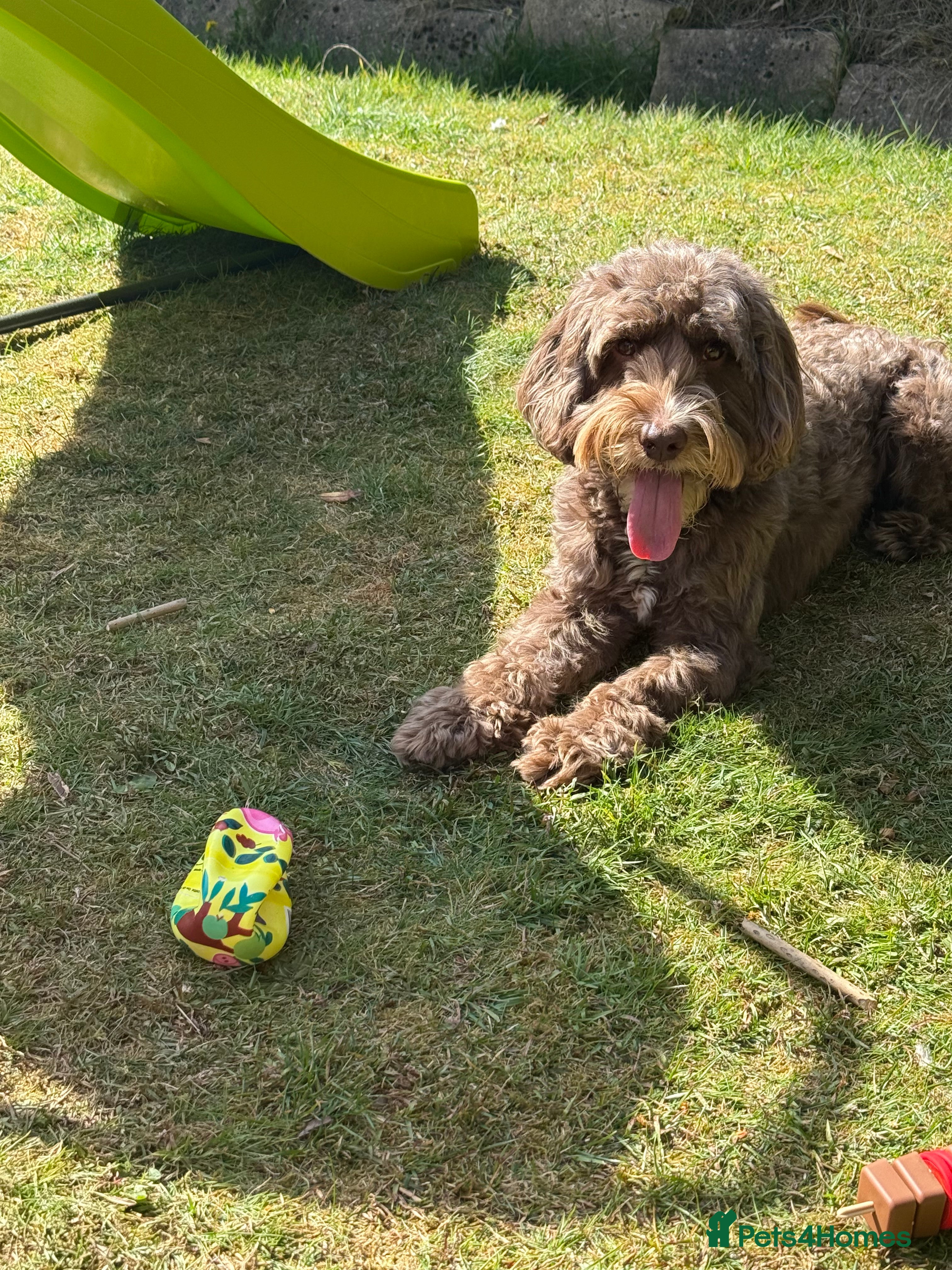 Cockapoo dogs 7 year old male cockapoo needs a new home  - Advert 1