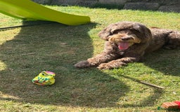 Cockapoo dogs for sale: 7 year old male cockapoo needs a new home  - Image 1
