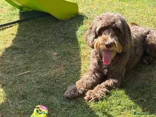 Cockapoo dogs 8year old male cockapoo needs a new home - Advert 2