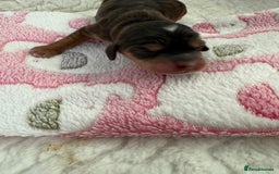 Cockapoo dogs for sale: Ready Dec 20th. Fully dna & health tested clear - Image 20