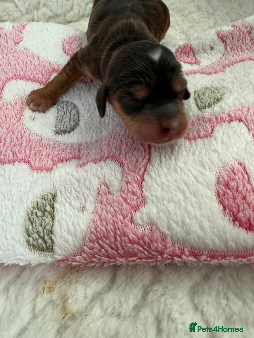 Cockapoo dogs for sale: Ready Dec 20th. Fully dna & health tested clear - Image 20