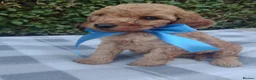 Cockapoo dogs for sale: Beautiful cockapoo puppies  - Advert 11