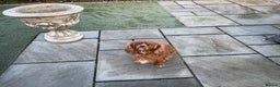 Cavalier King Charles Spaniel dogs for sale: Cavalier King Charles spaniel girl - Advert 1