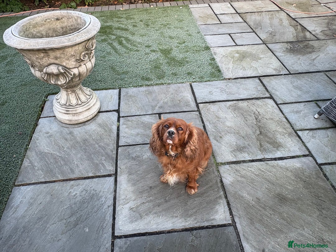 Cavalier King Charles Spaniel dogs for sale: Cavalier King Charles spaniel girl - Advert 1
