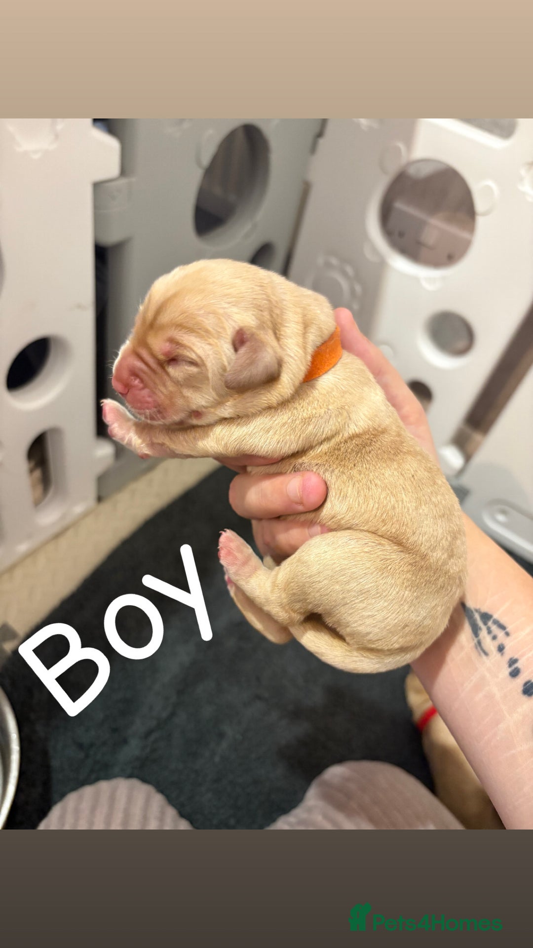 Labrador Retriever dogs for sale: Labrador Retriever Puppies for Sale 🐾 - Advert 5