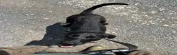Mixed Breed dogs for sale: Lovely boy looking for pet home  - Advert 4