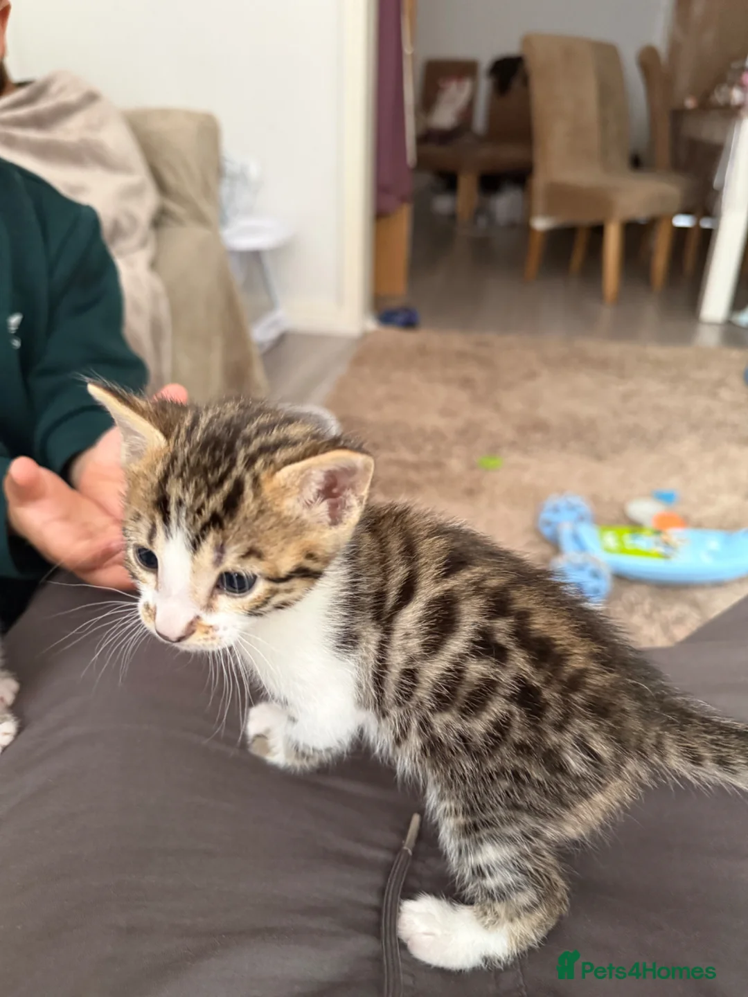 Turkish Angora cats for sale: Bengal x Turkish Angora  - Advert 7