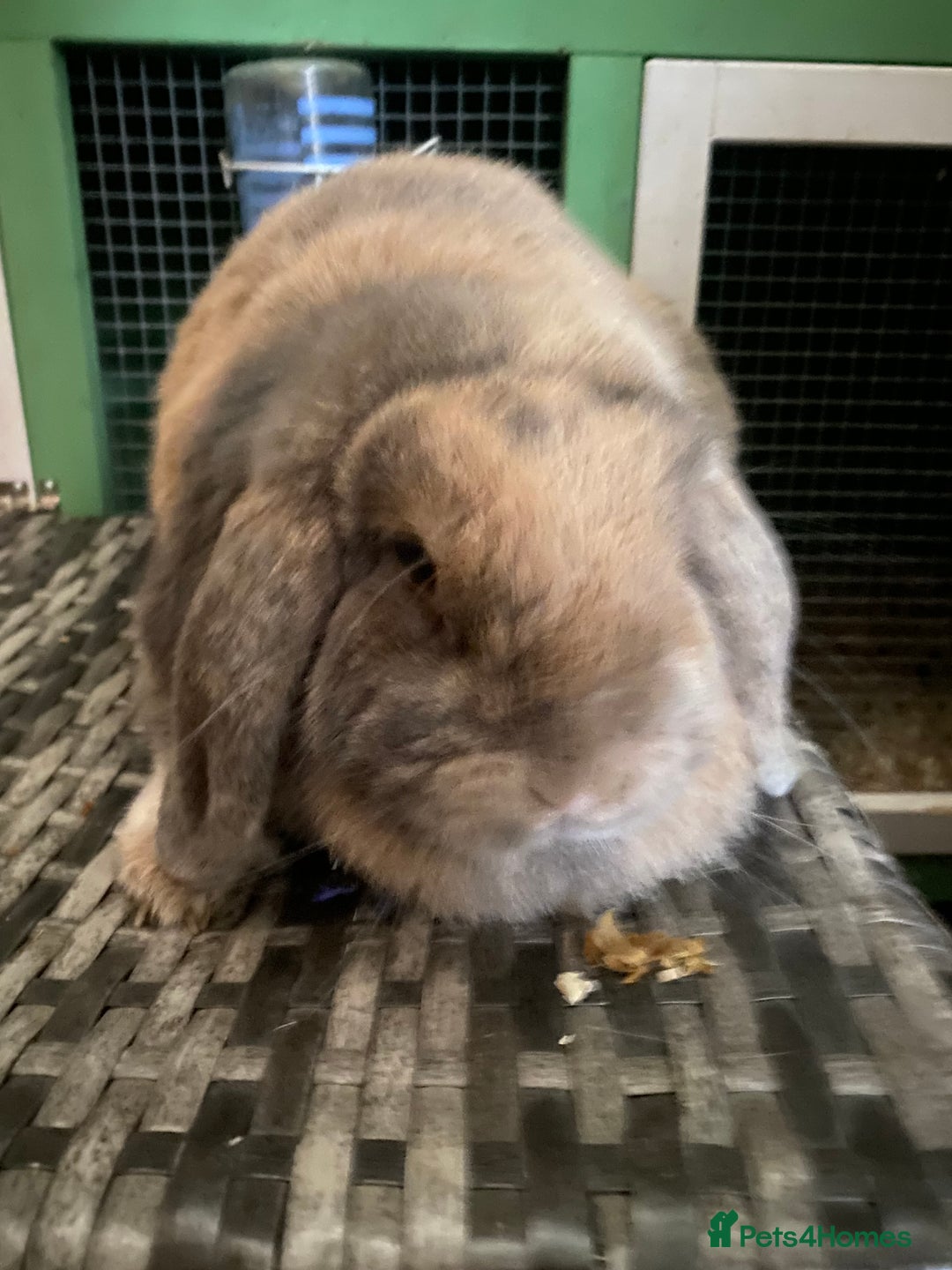 Mini Lop rabbits for sale: Mini lops  - Advert 22