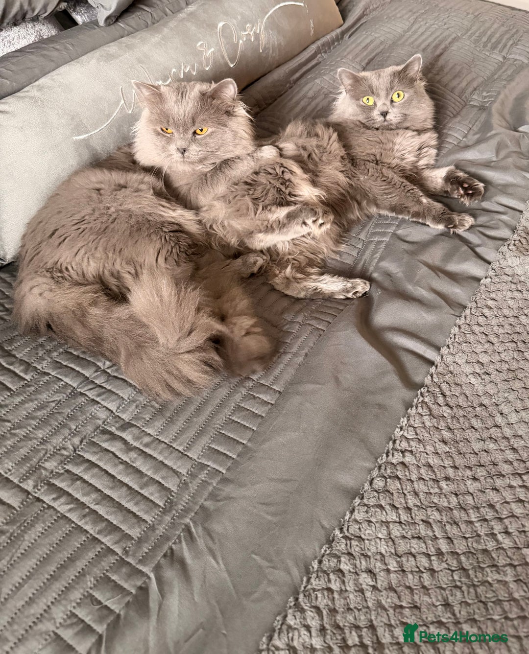 British Longhair cats for sale: Two male British Longhairs (Siblings) - Advert 4