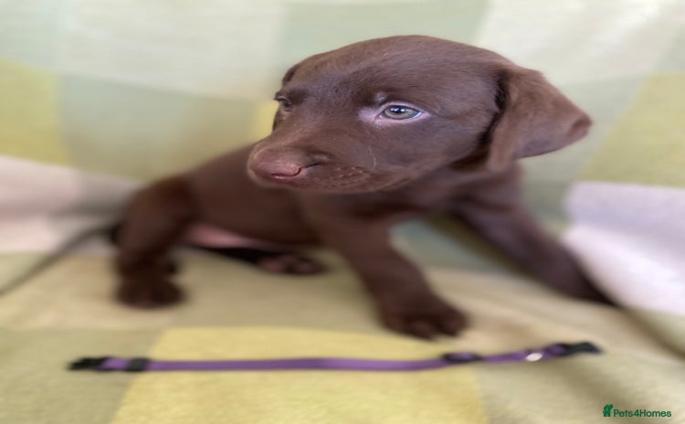 Labrador Retriever dogs - Advert 6