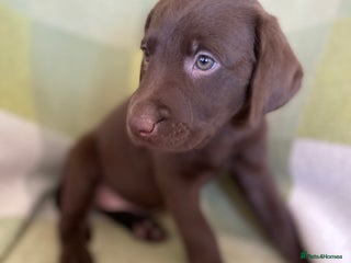 Labrador Retriever dogs - Advert 14