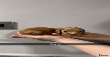 Cocker Spaniel dogs - Advert 8
