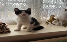 Maine Coon cats for sale: Half Maine Coon kittens**ready now** - Image 21