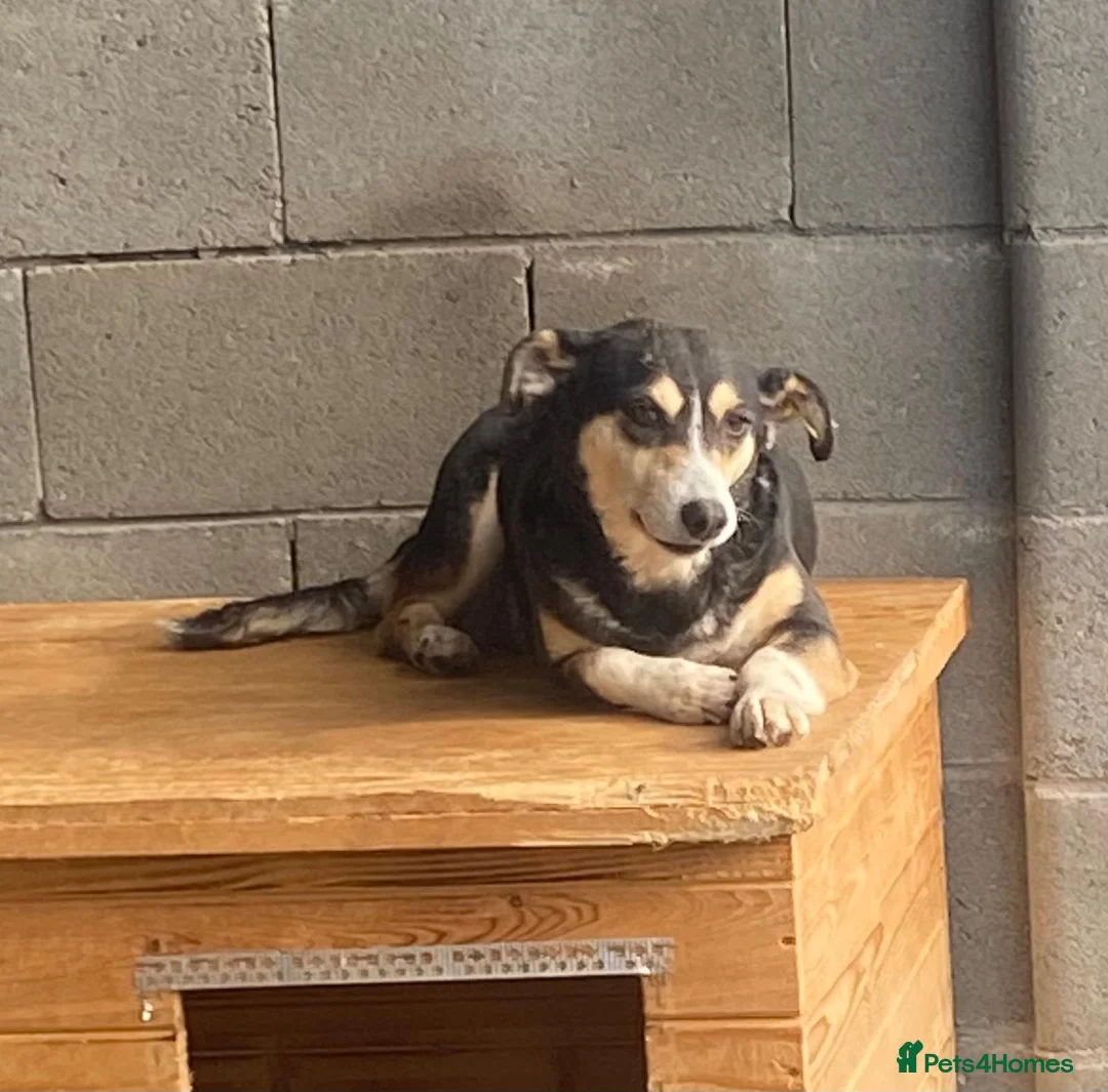 Mixed Breed dogs for adoption: Sybil, Approx 7 years. Available for adoption. - Advert 4