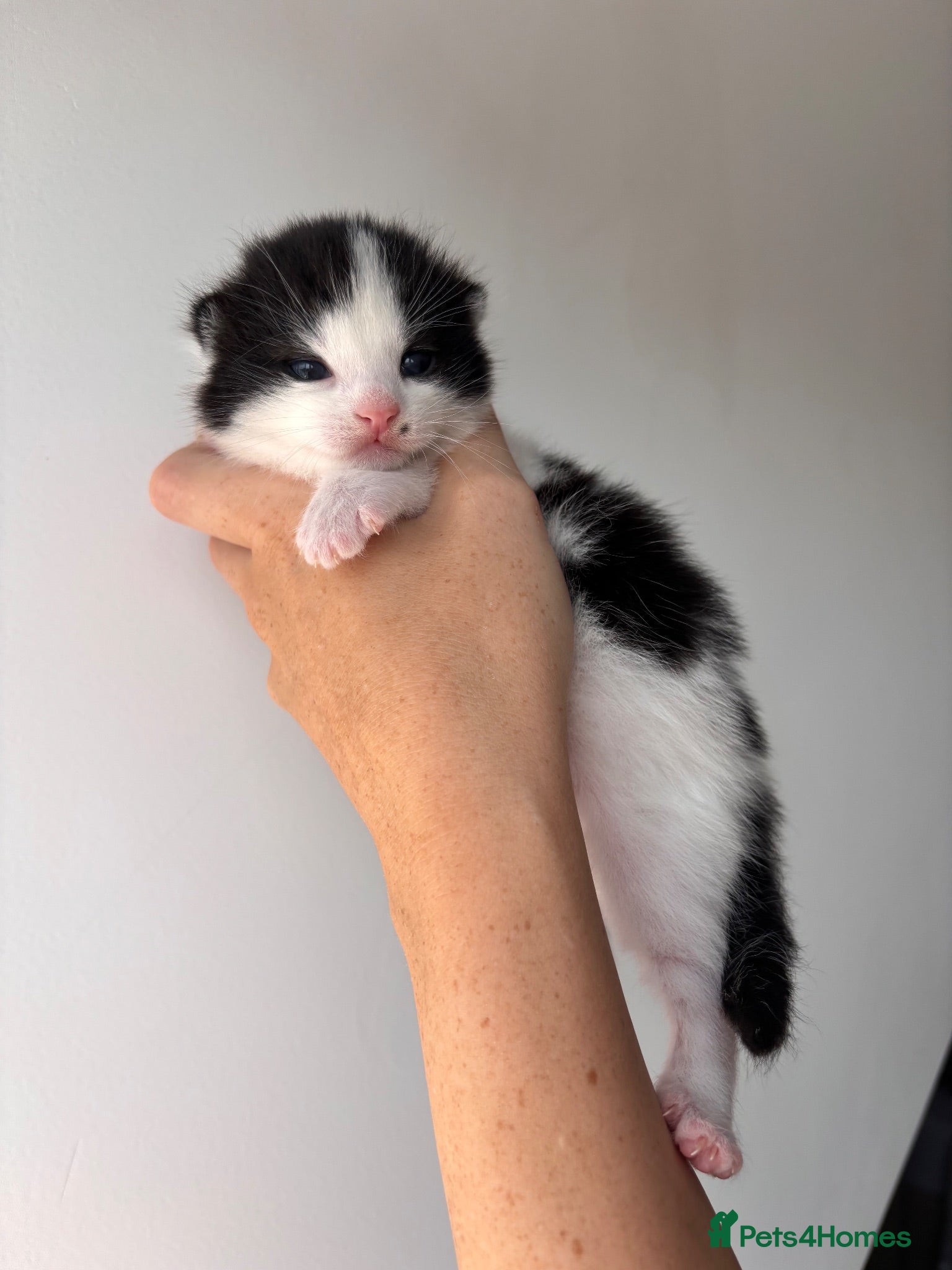 Mixed Breed cats Gorgeous black and white “Cow Cat” boy kitten🩵🐄 - Advert 12