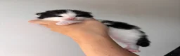 Mixed Breed cats for sale: Gorgeous black and white “Cow Cat” boy kitten🩵🐄 - Advert 1