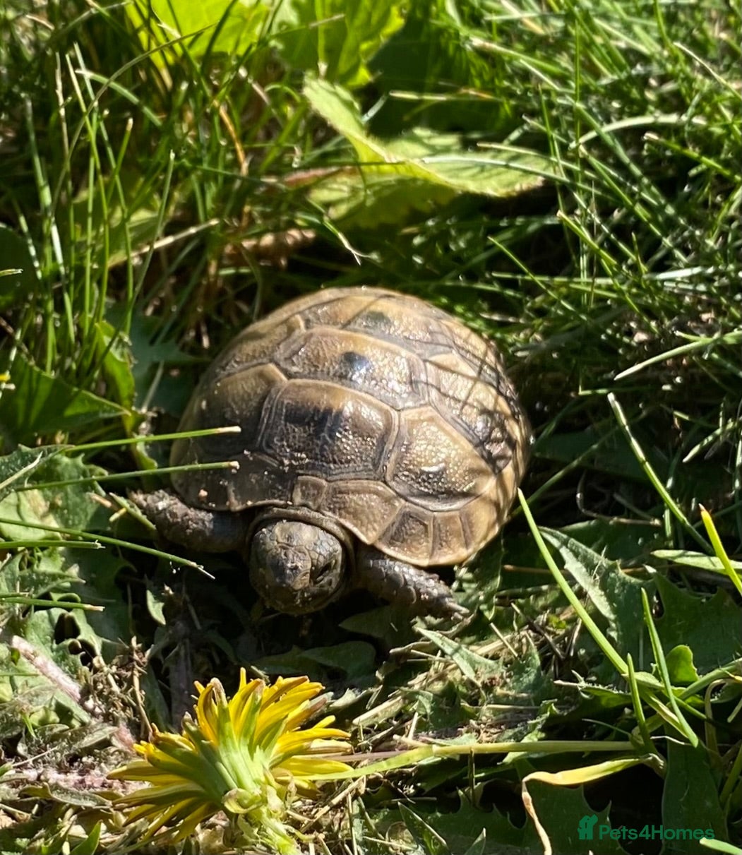 Tortoise reptiles Mediterranean spurthigh tortoise hatchlings - Advert 2
