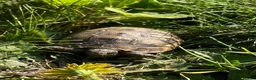Tortoise reptiles for sale: Mediterranean spurthigh tortoise hatchlings in Plymouth - Advert 2
