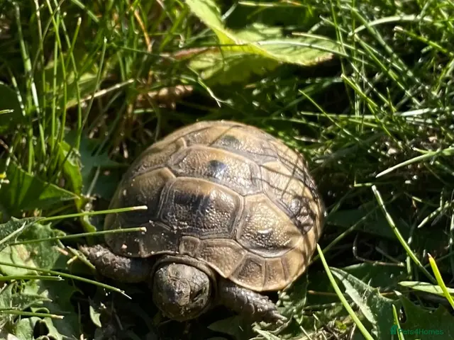 Tortoise reptiles Mediterranean spurthigh tortoise hatchlings - Advert 2