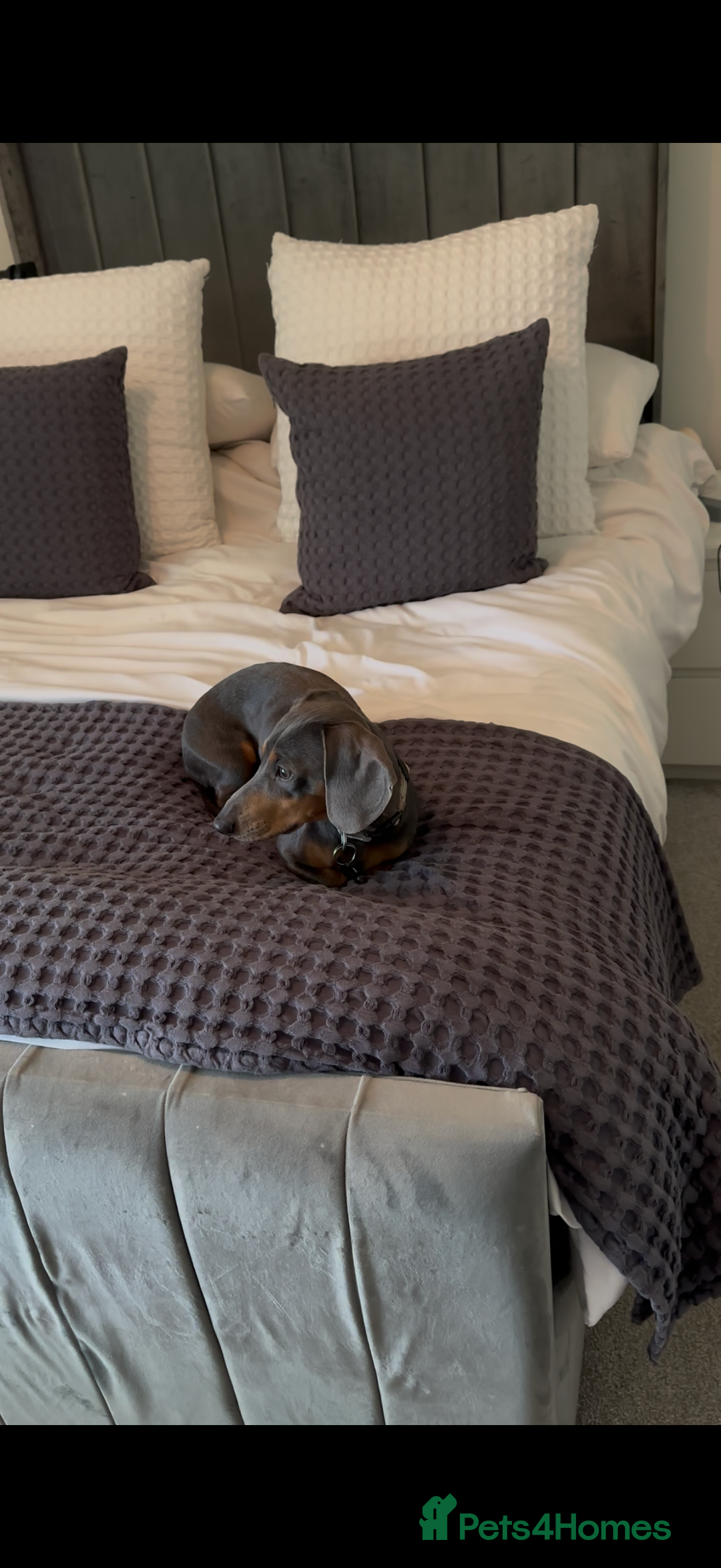 Miniature Dachshund dogs for sale: 2.5 years old miniature dachshund. Blue  - Advert 6