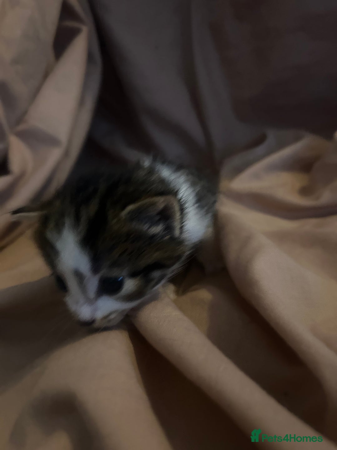Mixed Breed cats for sale: Kittens for sale  - Image 2