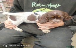 Cocker Spaniel dogs for sale: Working Cocker Spaniel Puppies For Sale - Image 5