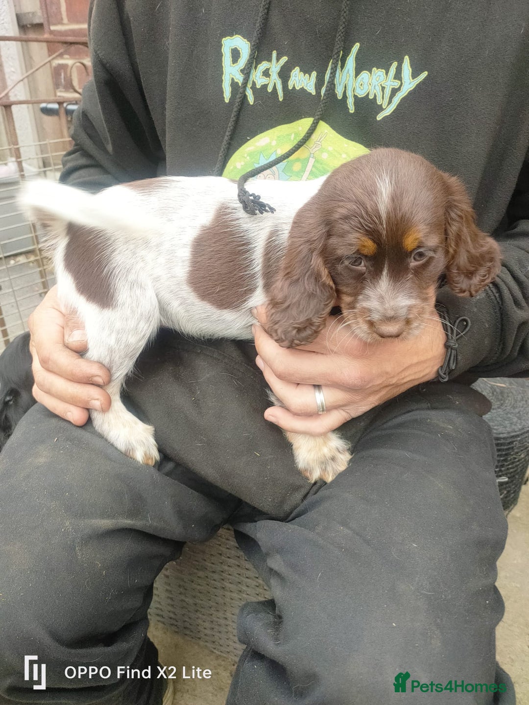 Cocker Spaniel dogs for sale: Working Cocker Spaniel Puppies For Sale - Image 5