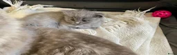 Ragdoll cats for sale: Unique Ragdoll Kittens - health tested parents - Advert 18