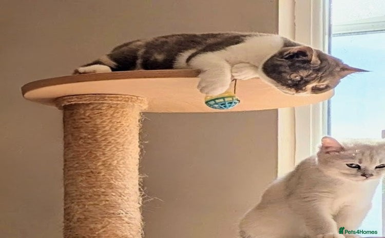 British Shorthair cats - Advert 3