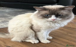 Ragdoll cats for sale: Blue `Bi-Colour  Male Ragdoll. 1 year - Image 8