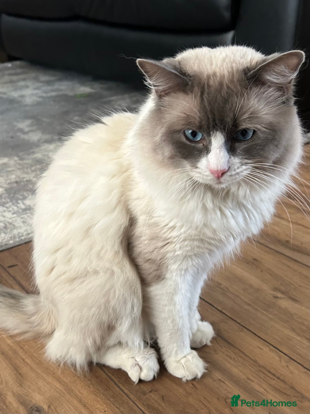 Ragdoll cats for sale: Blue `Bi-Colour  Male Ragdoll. 1 year - Image 8