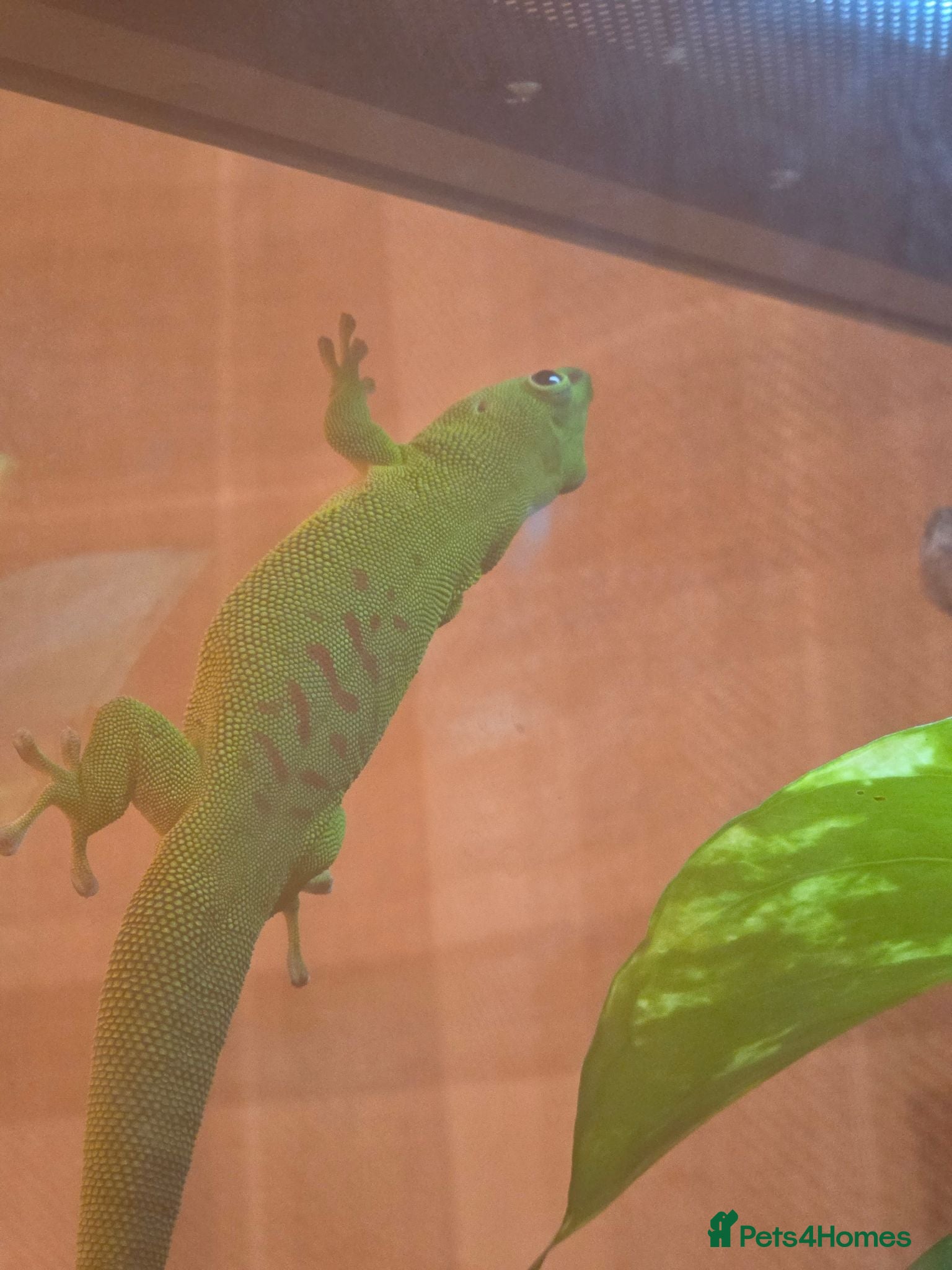 Gecko reptiles giant Madagascan day Gecko - Advert 18