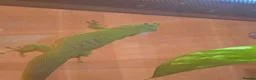 Gecko reptiles for sale: giant Madagascan day Gecko - Advert 10