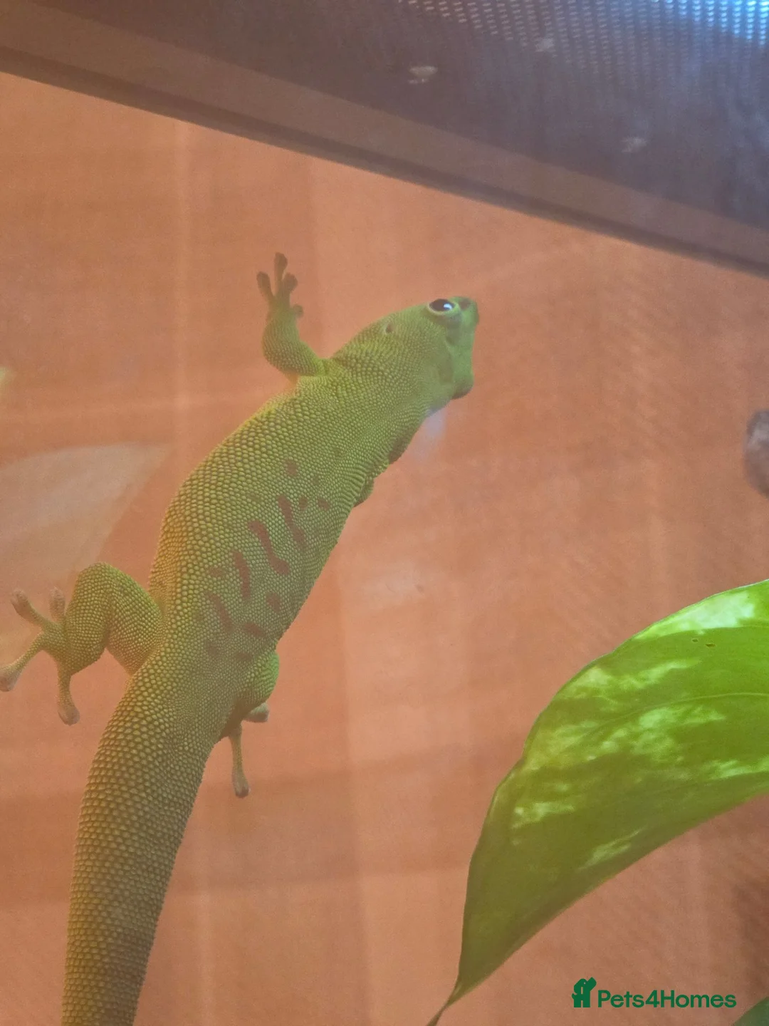 Gecko reptiles for sale: giant Madagascan day Gecko - Advert 10