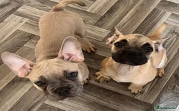 French Bulldog dogs for sale: 4 Gorgeous Frenchbulldogs ready now!  - Image 4