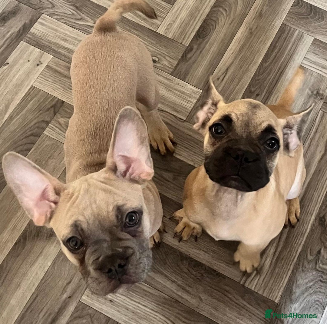 French Bulldog dogs for sale: 4 Gorgeous Frenchbulldogs ready now!  - Image 4