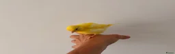 Canaries birds for sale: Adult and hand reared young canaries - Advert 14