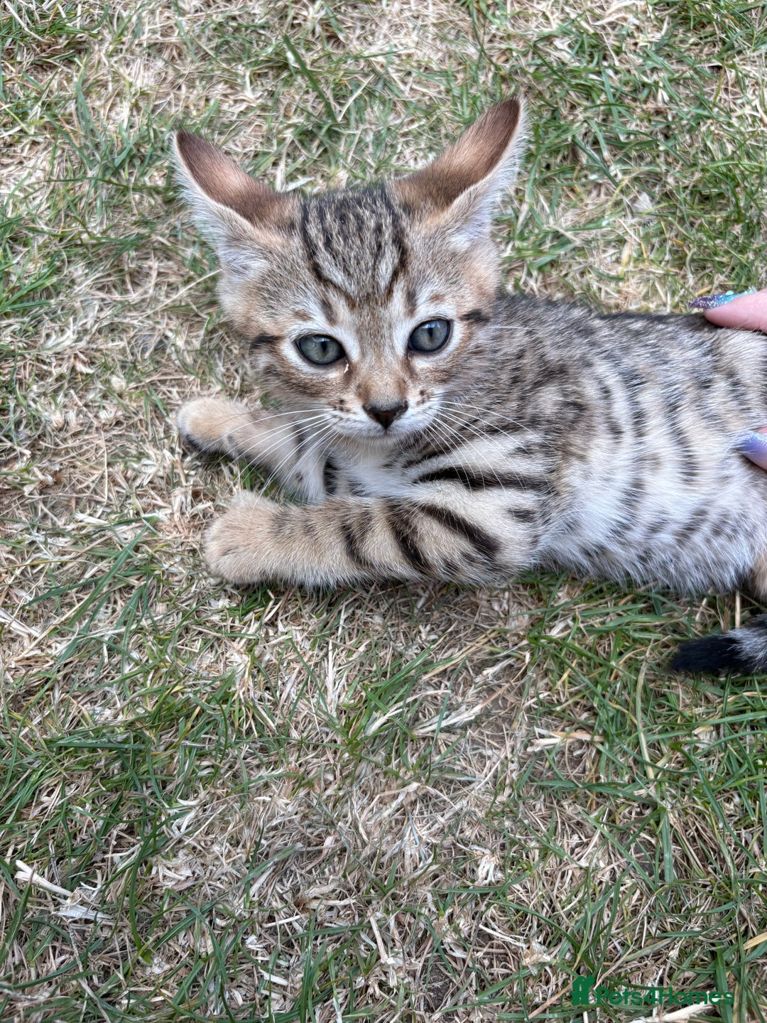 Bengal cats for sale: Beautiful litter of spotted Bengal kittens - Ready - Image 29